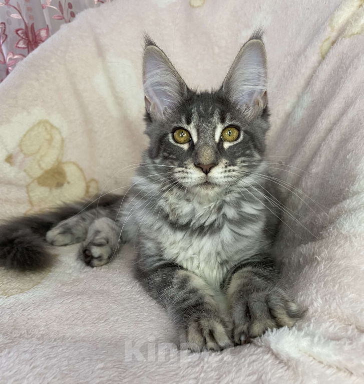 Кошки в Дмитрове: Голубая мраморная девочка мейн кун Zamira Девочка, 20 000 руб. - фото 1