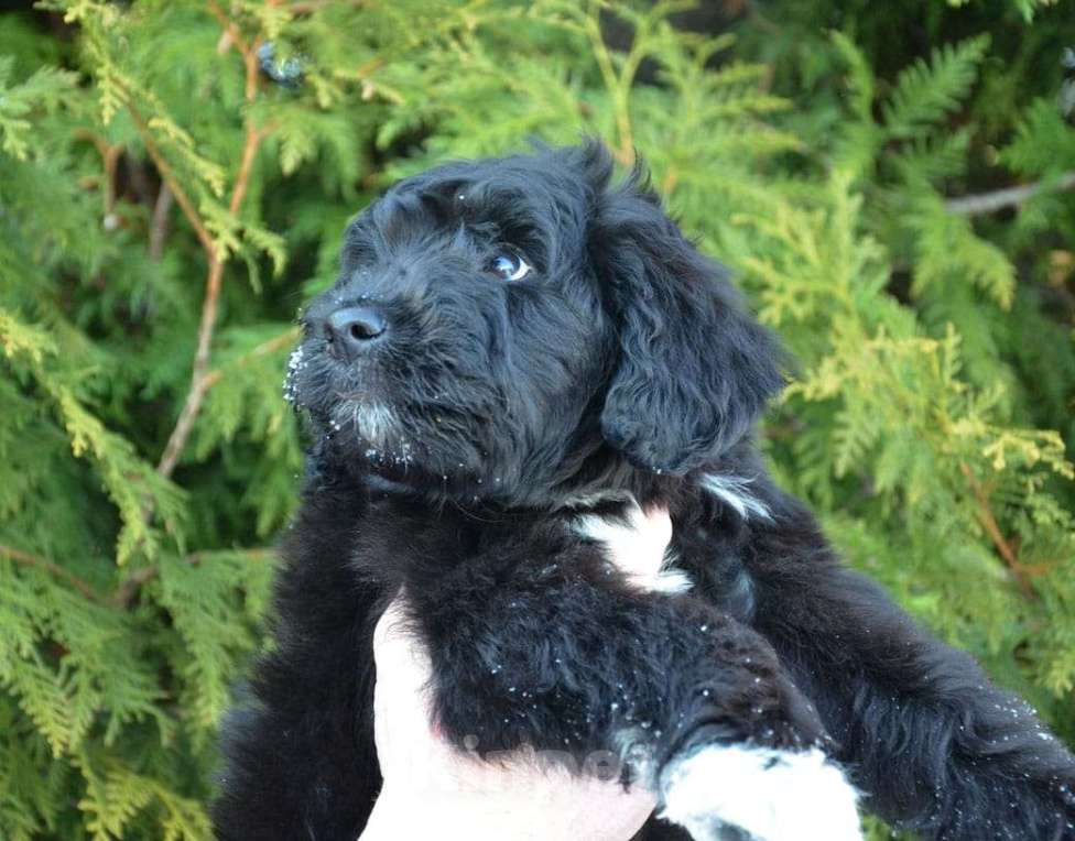 Собаки в других городах Московской области: Шикарный мальчик  Мальчик, 40 000 руб. - фото 4