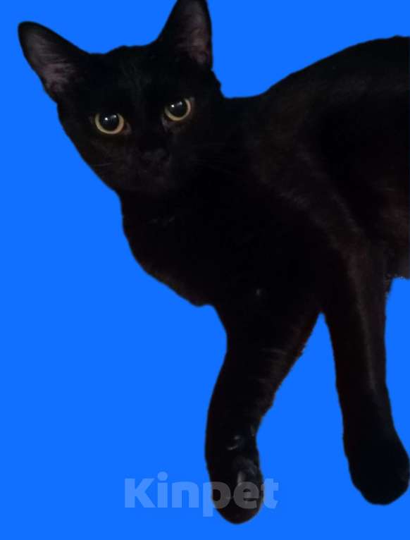 Кошки в Москве: Богема 1.5г в добрые руки Девочка, Бесплатно - фото 4