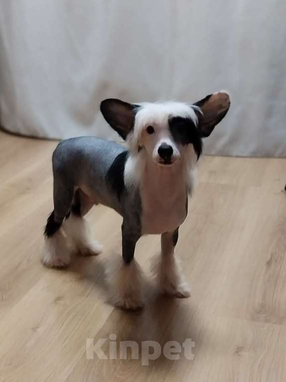 Собаки в Санкт-Петербурге: Голый мальчик Мальчик, Бесплатно - фото 8