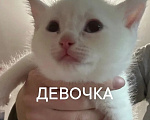 Кошки в Ленинске-Кузнецком: Котёнок в добрые руки Девочка, Бесплатно - фото 1