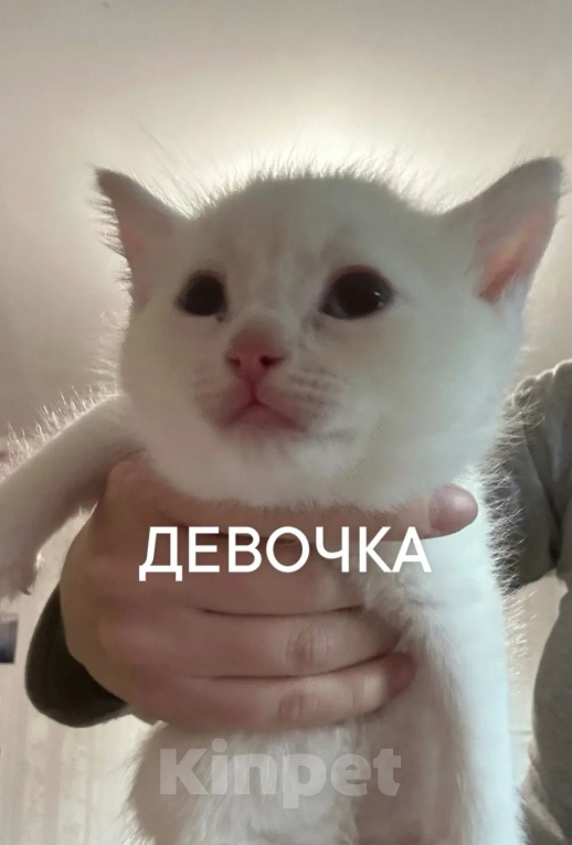 Кошки в Ленинске-Кузнецком: Котёнок в добрые руки Девочка, Бесплатно - фото 1