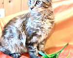 Кошки в Челябинске: КОТЕНОК МЕЙН-КУН ДЕВОЧКА Девочка, Бесплатно - фото 5