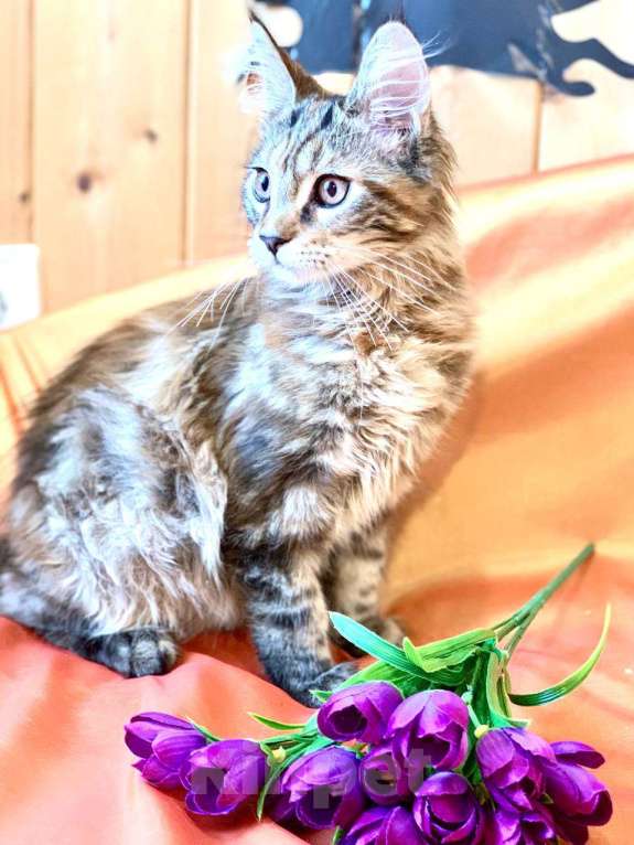 Кошки в Челябинске: КОТЕНОК МЕЙН-КУН ДЕВОЧКА Девочка, Бесплатно - фото 5