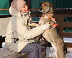 Собаки в Москве: Любящая собака Морра в добрые руки Девочка, Бесплатно - фото 3