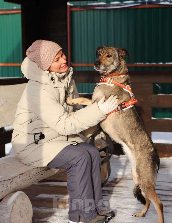 Собаки в Москве: Любящая собака Морра в добрые руки Девочка, Бесплатно - фото 3