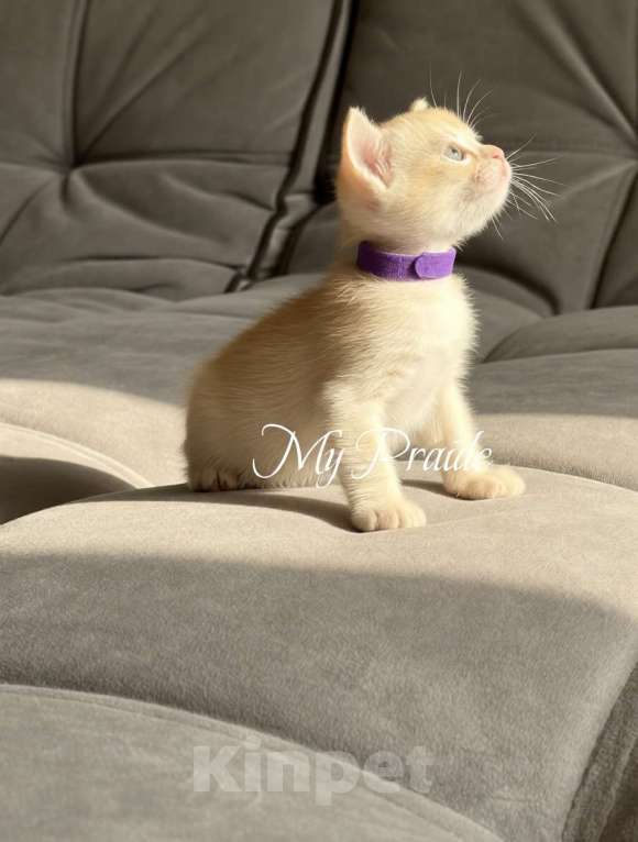 Кошки в Электростали: Бурма европейская. Девочка, 85 000 руб. - фото 5