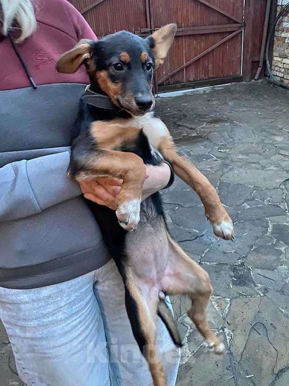 Собаки в Москве: Милейшая обаяшка девочка-щенок Люси ищет дом Девочка, Бесплатно - фото 2