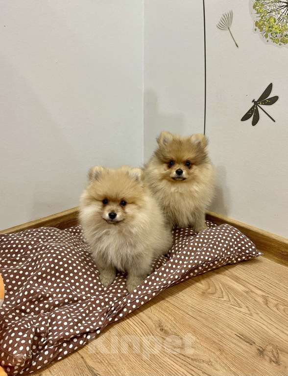 Собаки в других городах Башкортостана: Щенки шпица Мальчик, 38 000 руб. - фото 1