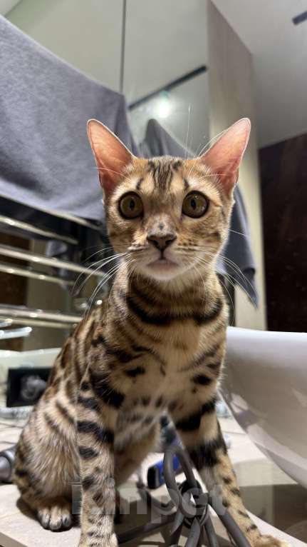 Кошки в Москве: Королева Бенгалов Девочка, 100 000 руб. - фото 7