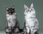 Кошки в Видном: Котята мейн-куны - Чудо с кисточками! Разнополые, 50 000 руб. - фото 5