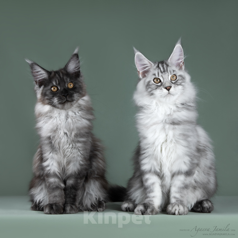 Кошки в Видном: Котята мейн-куны - Чудо с кисточками! Разнополые, 50 000 руб. - фото 5
