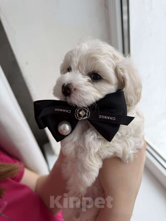 Собаки в Иваново: Той-пудель Мальчик, 80 000 руб. - фото 7