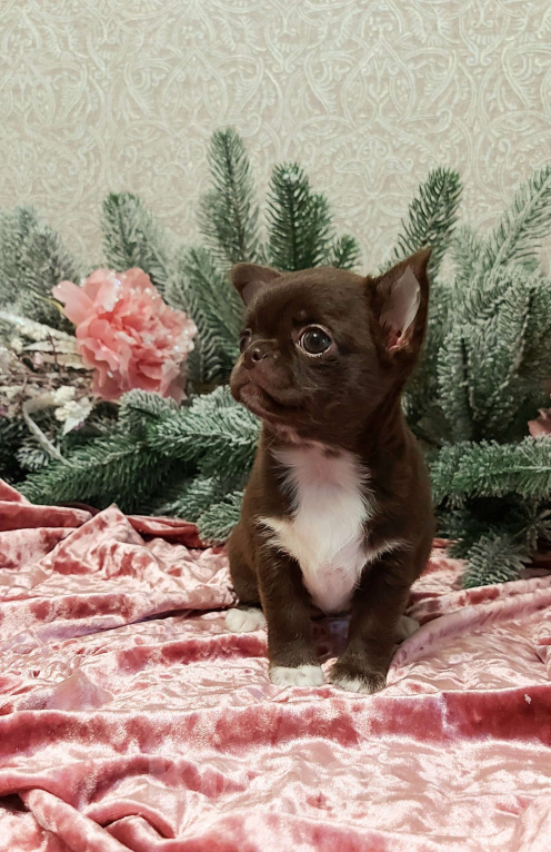 Собаки в Новосибирске: Девочка Чихуахуа  Девочка, Бесплатно - фото 3