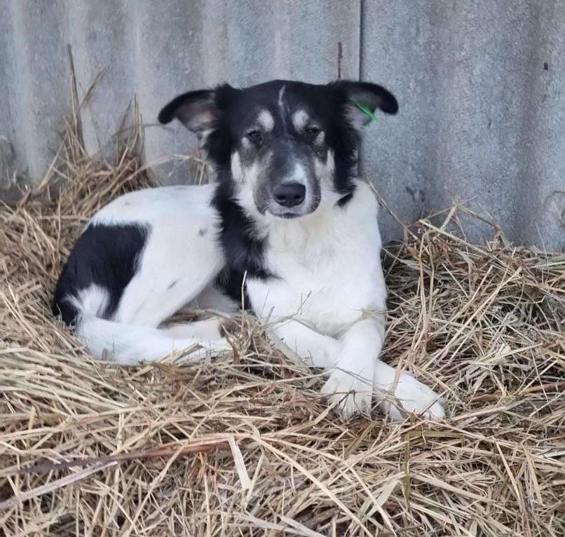 Собаки в Москве: Хана Девочка, Бесплатно - фото 4