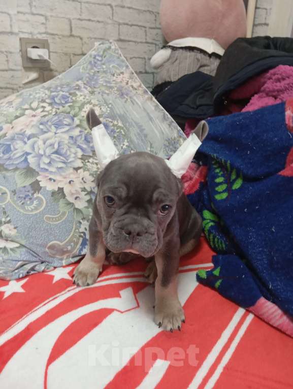 Собаки в Хабаровске: Щенок французского бульдого Мальчик, Бесплатно - фото 4