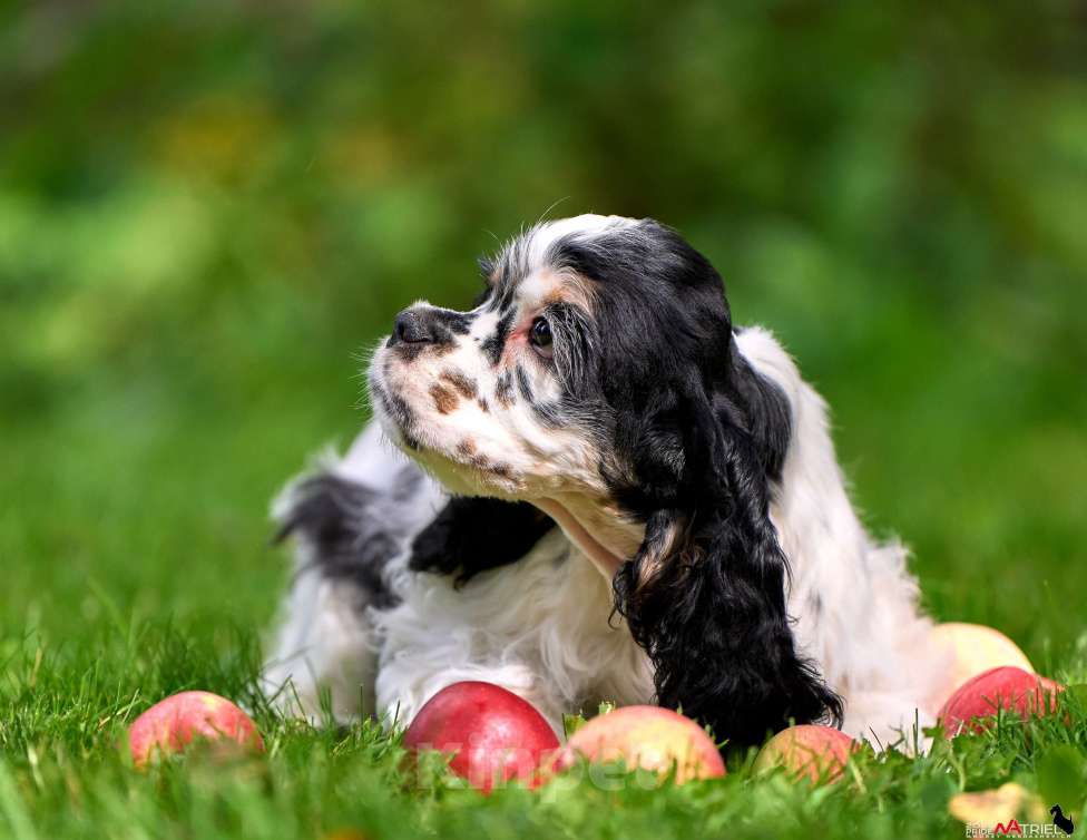 Собаки в Москве: Американский кокер-спаниель: будущий чемпион, отличные данные  Мальчик, 120 000 руб. - фото 9
