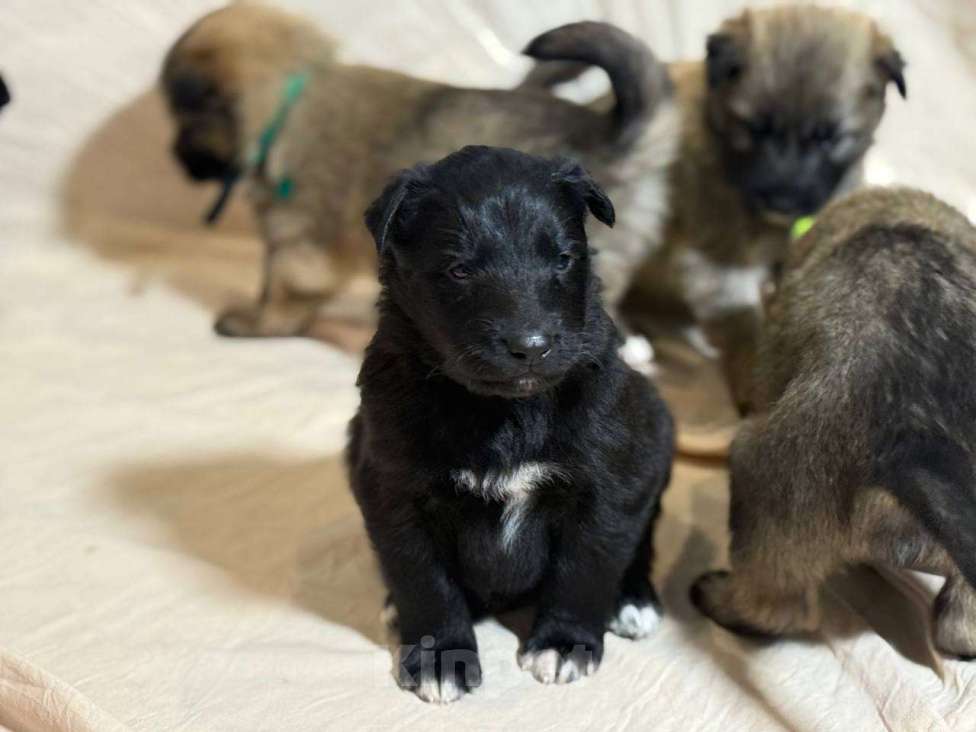Собаки в Кировске: Ищем ответственных хозяев для замечательных щенят Мальчик, Бесплатно - фото 5