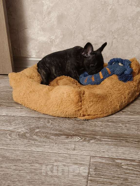 Собаки в Братске: Девочка французского бульдога тигрового окоаса Девочка, 40 000 руб. - фото 3