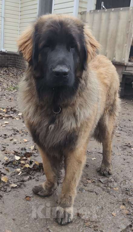 Собаки в других городах Московской области: Ария Прайд Есаул Мальчик, 140 000 руб. - фото 1