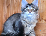 Кошки в Москве: Кошечка Девочка, 1 руб. - фото 1