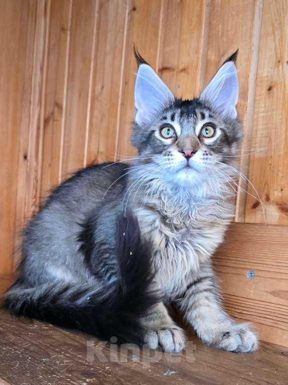 Кошки в Москве: Кошечка Девочка, 1 руб. - фото 1