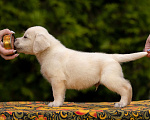 Собаки в Москве: Палевый щенок Лабрадора от родителей Чемпионов Мальчик, Бесплатно - фото 6