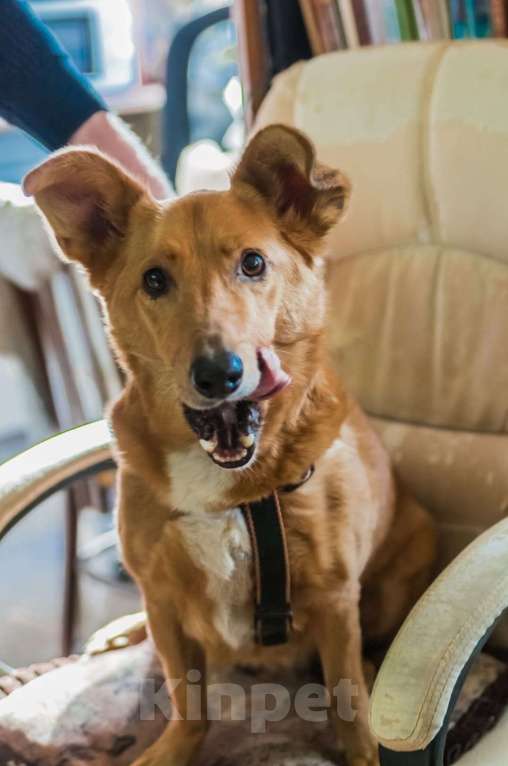 Собаки в Санкт-Петербурге: Красивый маленький воспитанный пёсик Мальчик, Бесплатно - фото 5