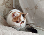 Кошки в Новосибирске: Экзотическая короткошерстная кошка Девочка, 35 000 руб. - фото 2