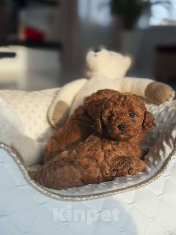 Собаки в Красноярске: Той-пудель, щенок Мальчик, 150 000 руб. - фото 5