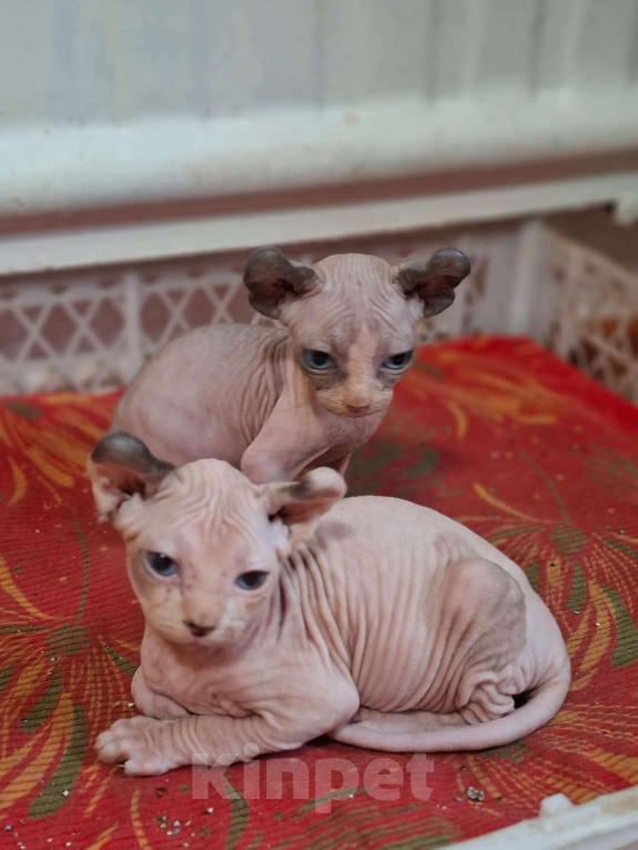 Кошки в других городах Ставропольского края: Канадский сфинкс эльф Девочка, 30 000 руб. - фото 2