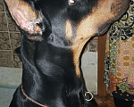 Собаки в Щербинке: Кобель на вязку Мальчик, Бесплатно - фото 8
