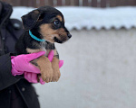 Собаки в Яхроме: Милые щенки в добрые руки Девочка, 5 руб. - фото 5