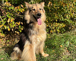 Собаки в Клине: Луша - красавица на коротких лапках Девочка, Бесплатно - фото 2