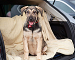 Собаки в Москве: Щенки в приюте срочно ищут дом Мальчик, Бесплатно - фото 4