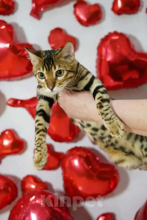 Кошки в Томске: Продаю бенгальского котенка Мальчик, Бесплатно - фото 5