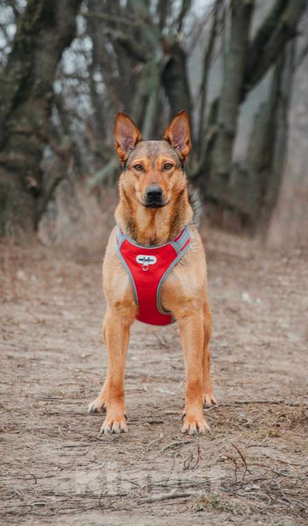 Собаки в Москве: Яшма - небольшая молодая контактная собачка из приюта в добрые руки  Девочка, Бесплатно - фото 8