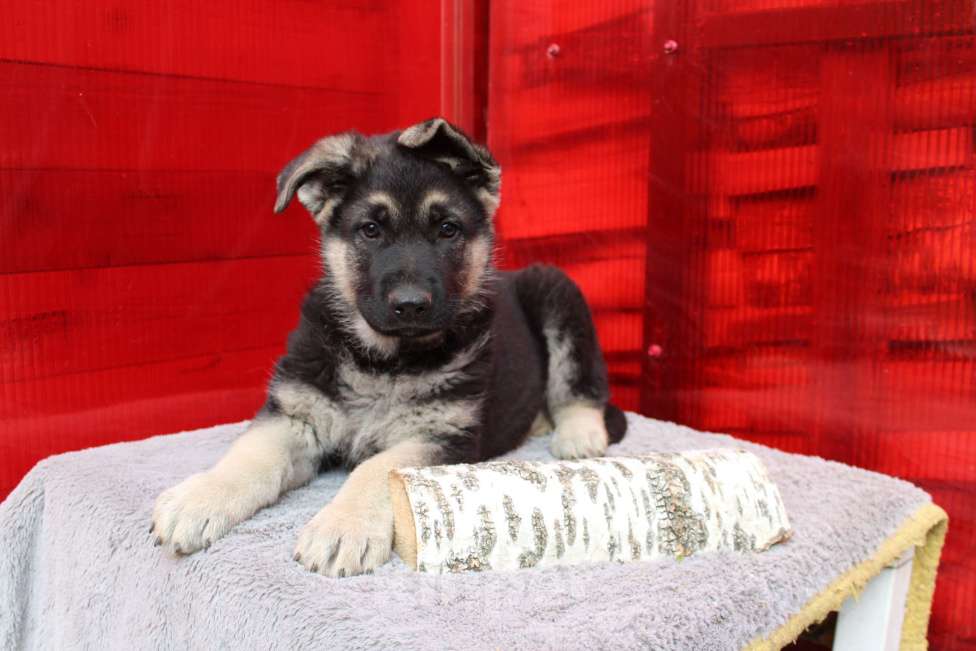 Собаки в Балашихе: Шикарная ВЕО девочка Девочка, 50 000 руб. - фото 3