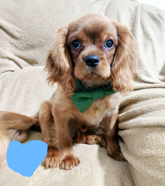 Собаки в Москве: Щенки Кавалер Кинг Чарльз спаниель Мальчик, 100 000 руб. - фото 1