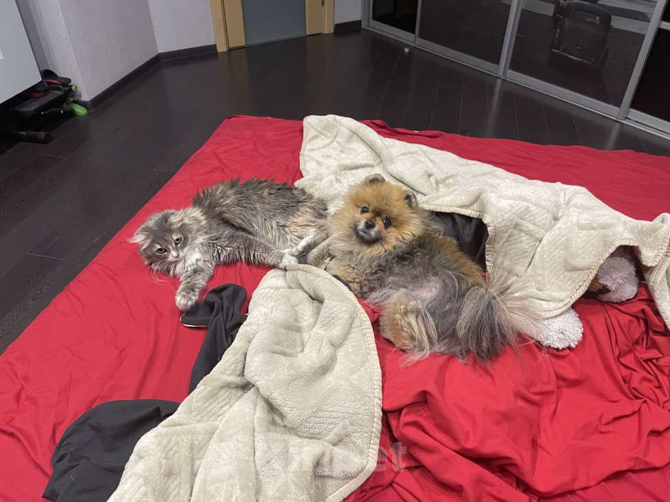 Собаки в Улане-Удэ: Пропала собака Мальчик, 1 000 руб. - фото 6