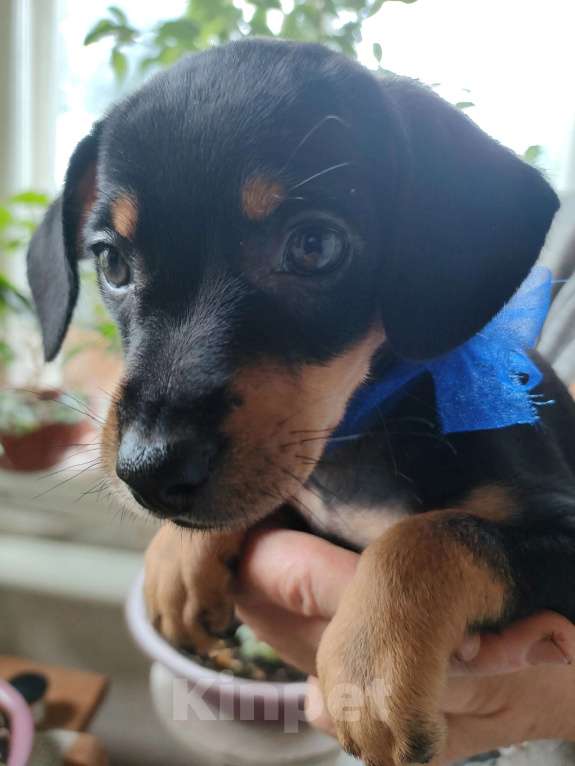 Собаки в Клинцах: Щенок цвергпинчера  Мальчик, 7 500 руб. - фото 3