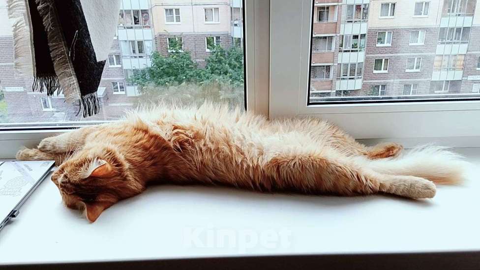 Кошки в Санкт-Петербурге: Котёнок 9 месяцев в добрые руки  Мальчик, Бесплатно - фото 4