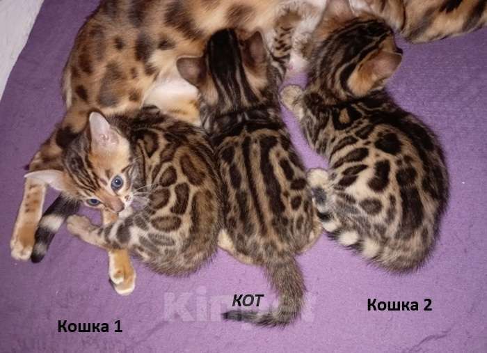 Кошки в Москве: Бенгальские котята от проф питомника Мальчик, Бесплатно - фото 5