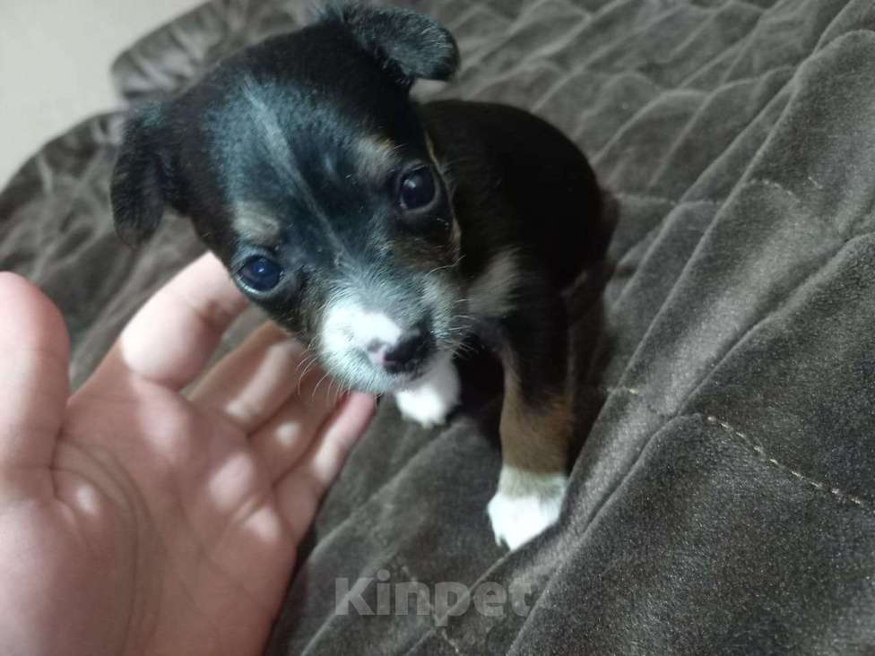 Собаки в других городах Брянской области: Продам щенка🌸 девочка,2 месяца Девочка, 3 500 руб. - фото 2