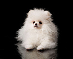 Собаки в Железногорске: Белоснежная миниатюрная девочка шпиц. РКФ, метрика, родословная. Девочка, Бесплатно - фото 1