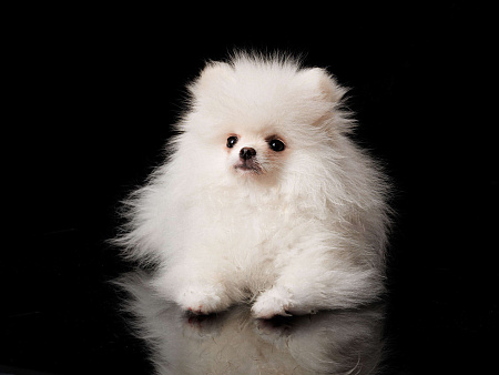 Белоснежная миниатюрная девочка шпиц. РКФ, метрика, родословная.