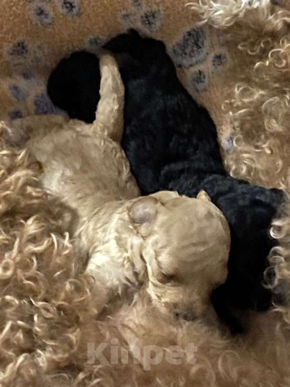 Собаки в Березовском: Рыжая девочка Девочка, 60 000 руб. - фото 1