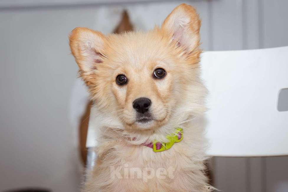 Собаки в Москве: Щенок-девочка в добрые руки! Девочка, Бесплатно - фото 8