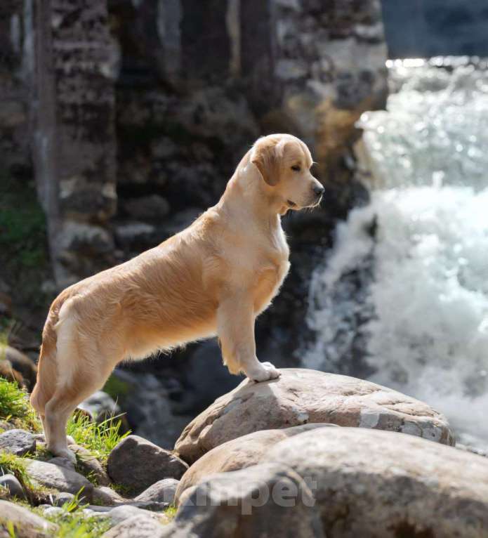 Собаки в Санкт-Петербурге: Щенки золотистого ретривера  Девочка, 90 000 руб. - фото 2
