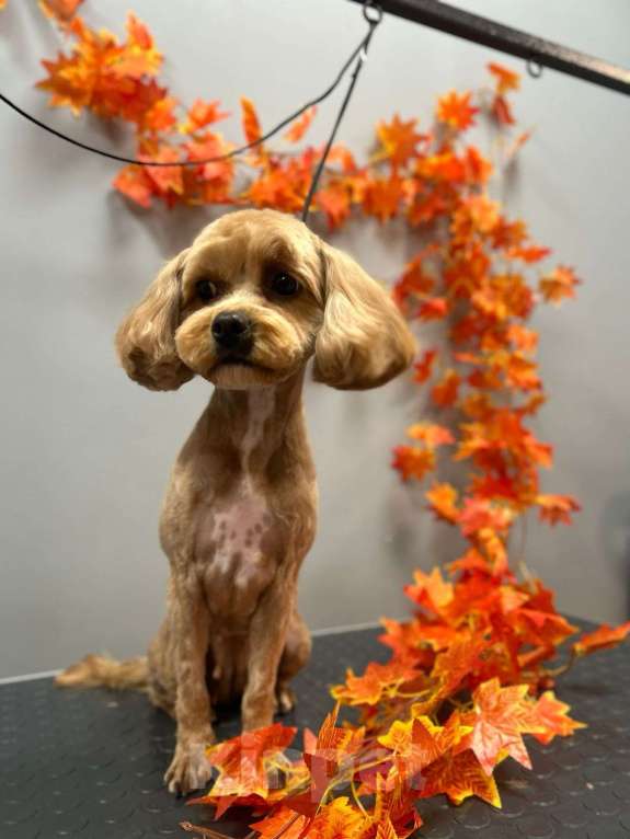 Собаки в Раменском: Мальтипу Девочка, Бесплатно - фото 2